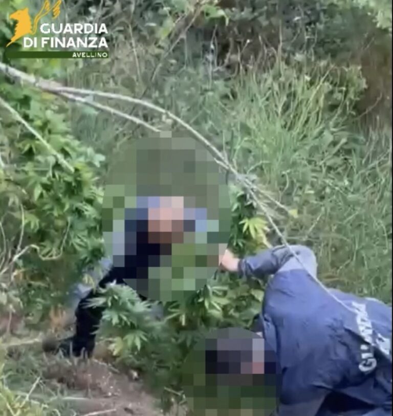 GdiF Avellino: sequestrate piante di marijuana. Denunciati due responsabili