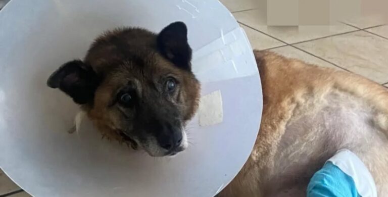 Il cane Pippo non è in affido. Si cerca un centro di riabilitazione