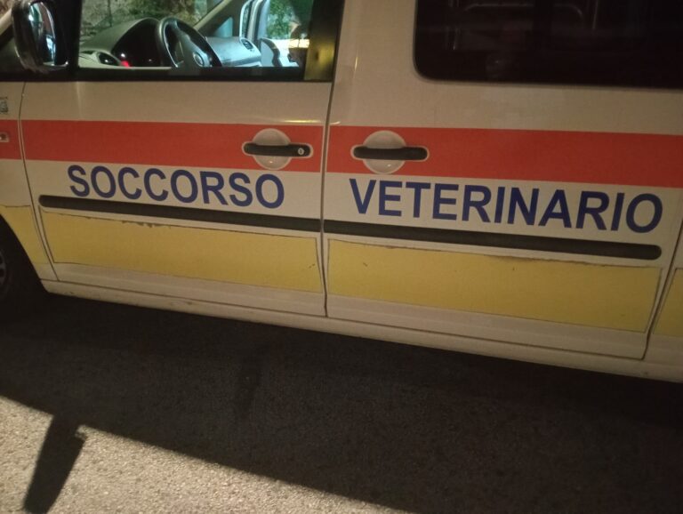 Gattino lanciato da un’auto a Cervinara: sarà curato a Napoli