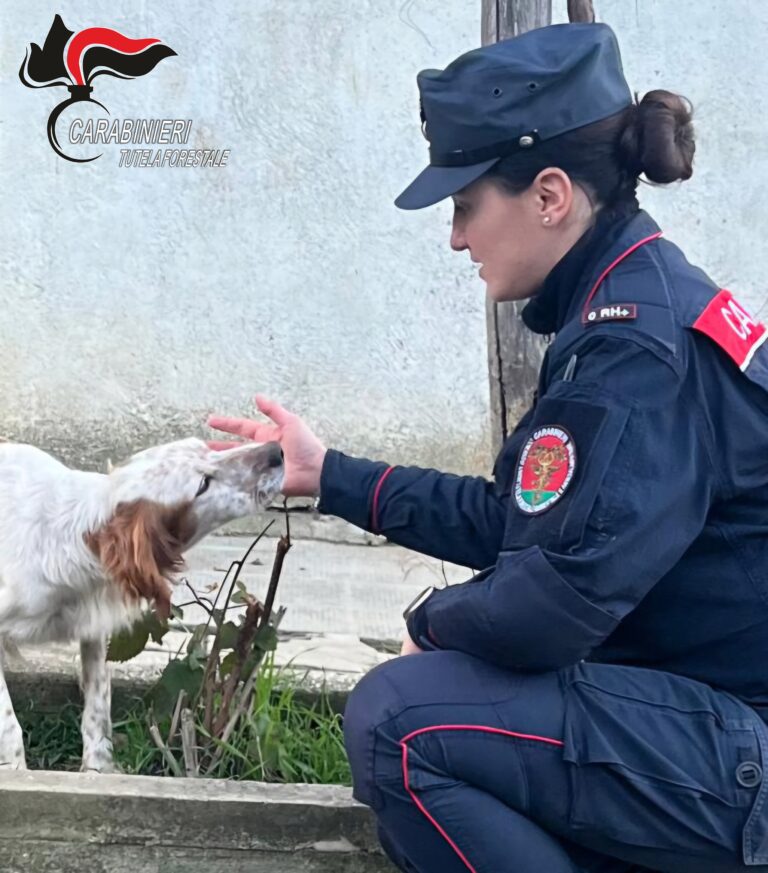 I Carabinieri denunciano una persona per maltrattamento di animali