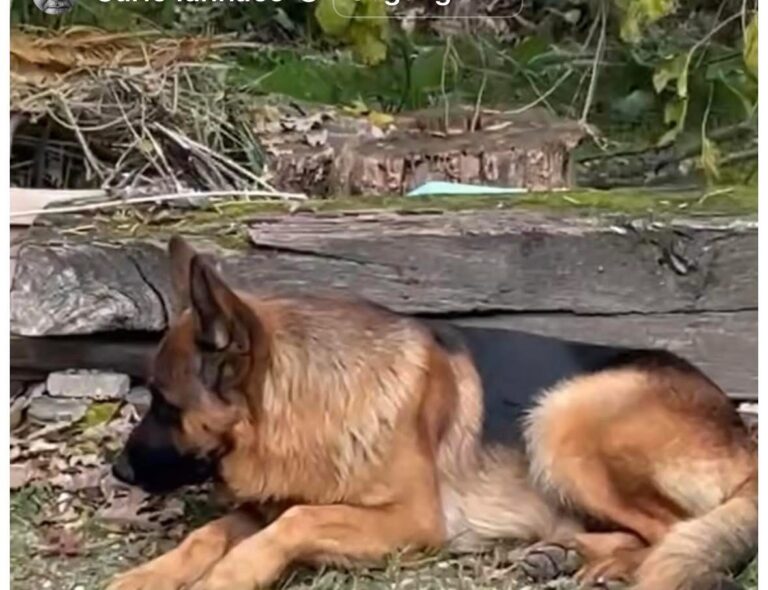 É stato ritrovato il cane del dottore Carlo Iannace: era a Torre del Greco