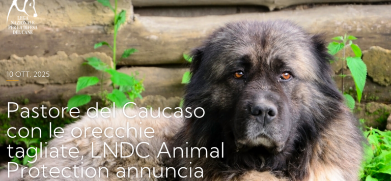 Pastore del Caucaso con le orecchie tagliate a Monteforte, LNDC Animal Protection annuncia denuncia