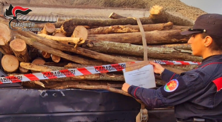 Ospedaletto d’Alpinolo: I Carabinieri denunciano una persona per taglio abusivo e furtivo di piante