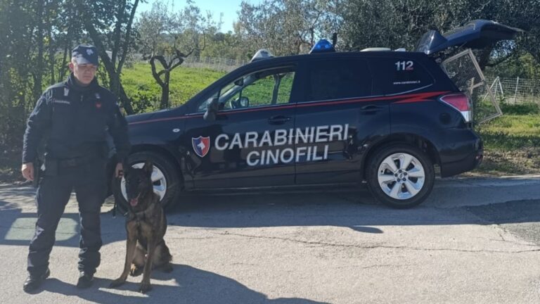 “Luna” il cane Carabiniere affianca i colleghi durante i controlli nelle serate della movida