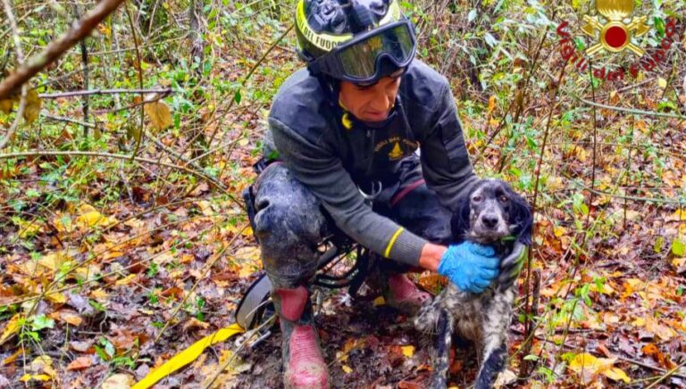 Bisaccia, cane cade in un pozzo di 10 metri: i Vigili del Fuoco lo salvano nella boscaglia