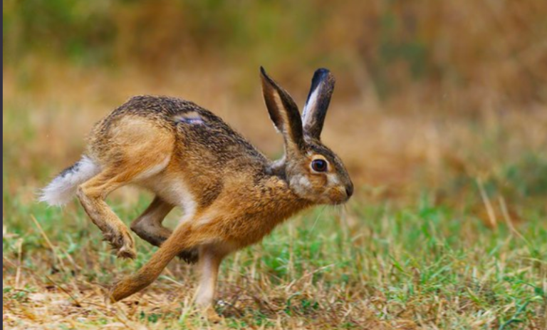 Reintroduzione di Lepre italica nel Parco Regionale dei Monti del Partenio