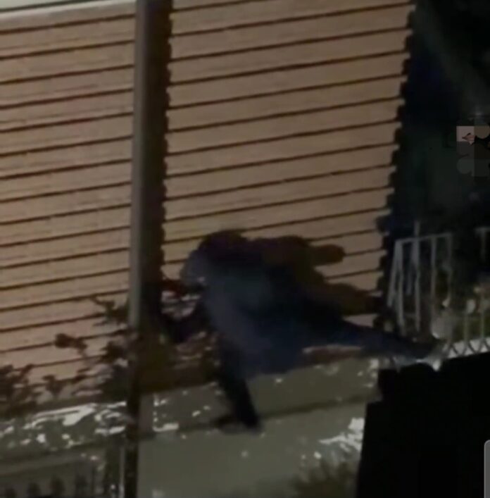 VideoCapture_20260124-235036