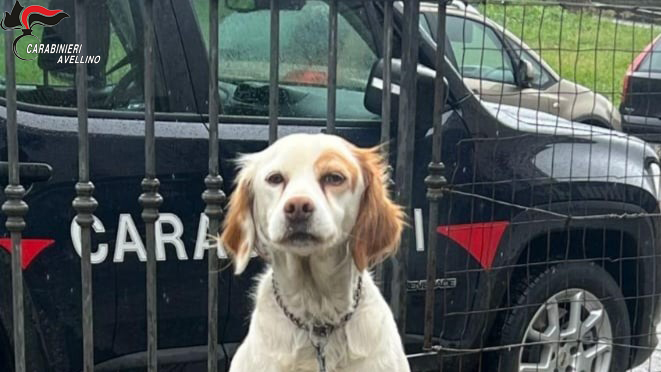 Maltrattamento di animali, nella Valle dell’Ufita denunciate tre persone dai Carabinieri