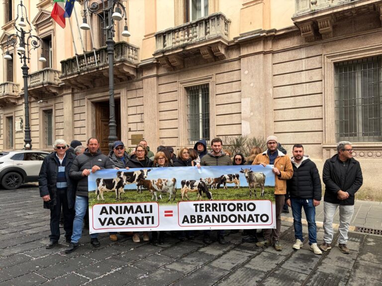 Oltre 300 animali vaganti e strade a rischio: Aquilonia e Monteverde chiedono l’intervento dell’Esercito