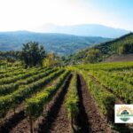 comitato agricoltori avellinesi