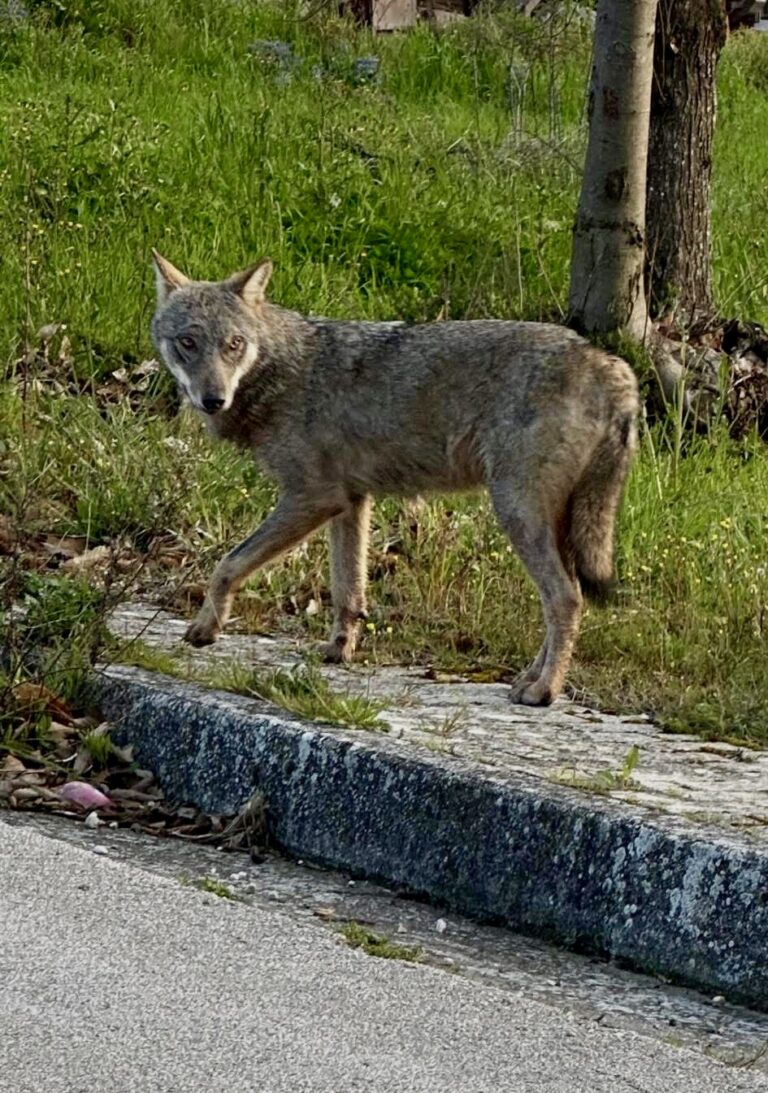Montemiletto, ordinanza del sindaco per prevenire rischi per la presenza di lupi