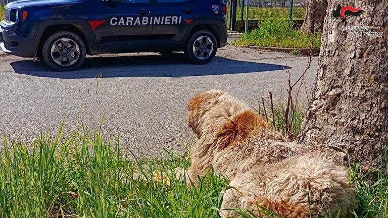 Montella, cane seviziato e abbandonato: denunciato il proprietario