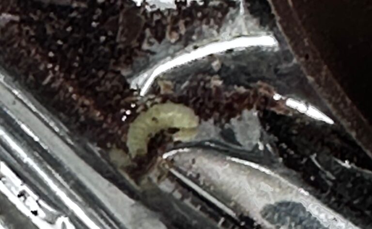 Bambini in gita in cioccolateria, choc per presunti vermi nei dolci