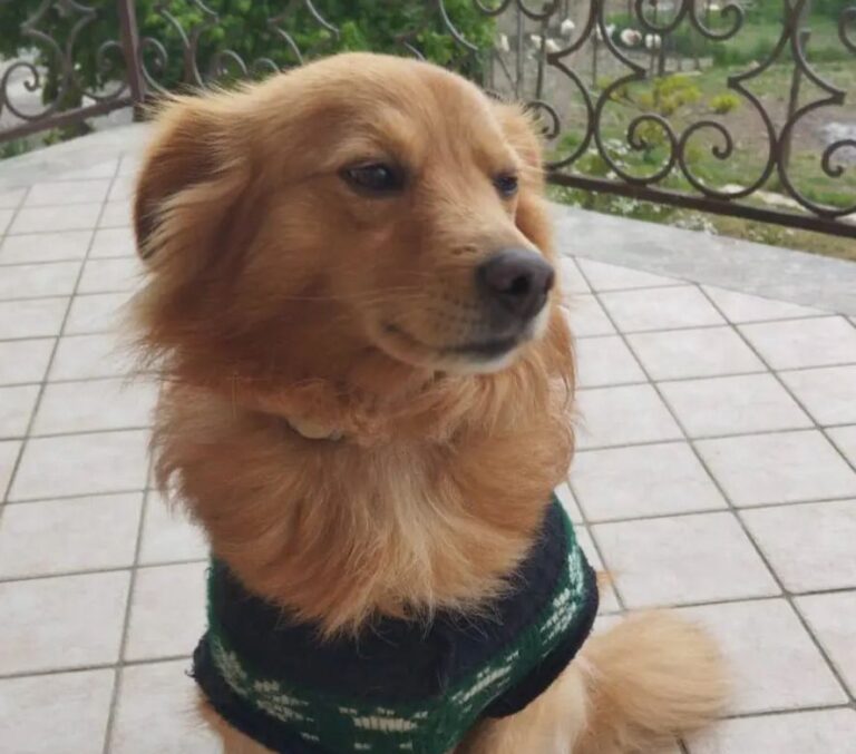 Tutela degli animali, ad Aiello del Sabato è iniziata la campagna di microchippatura gratuita