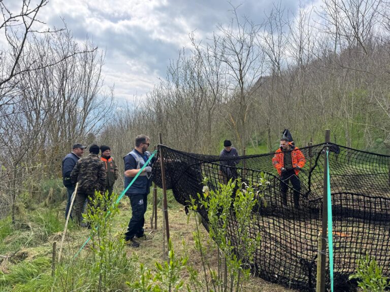 Ariano Irpino, catturato il cinghiale segnalato in città. Franza: “Continua il monitoraggio del territorio”