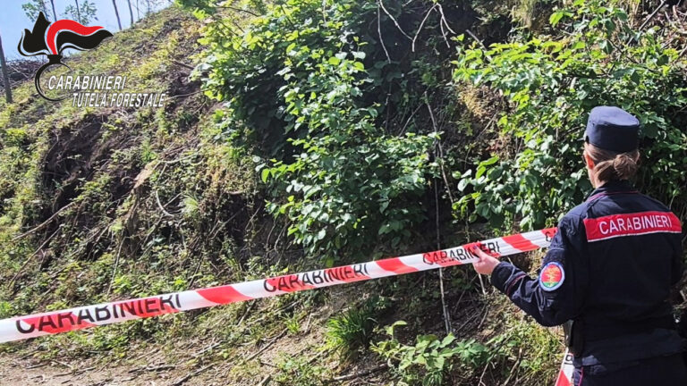 Monteforte, distrutto bosco ceduo di 15000 metri quadrati: denunciato il responsabile