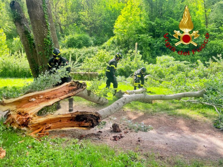 Albero danneggiato a Parco Santo Spirito, l’intervento di messa in sicurezza dei Vigili del Fuoco