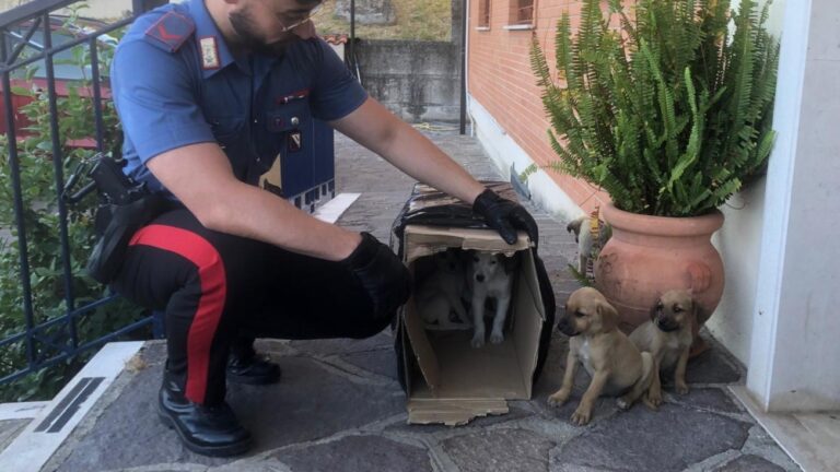 Sturno: Carabinieri soccorrono cinque cuccioli abbandonati, salvandoli da probabile tragica fine