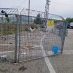 Foto Randagismo Ariano 2