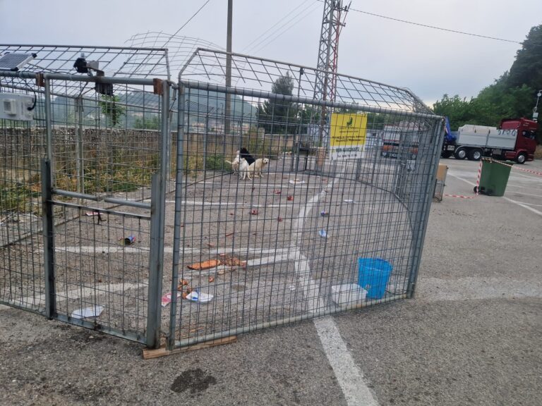 Lotta al randagismo ad Ariano Irpino, intervengono i veterinari dell’Asl