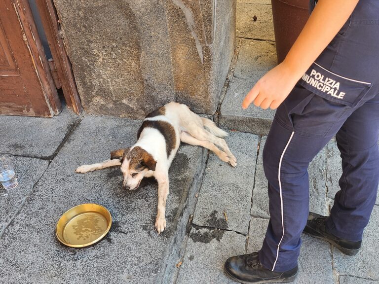 Lauro, investono un cane e scappano: a salvarlo ci pensano i residenti in Piazza