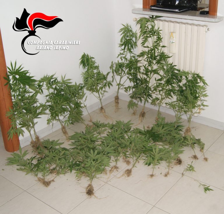 Montecalvo, scoperta vasta piantagione di marijuana