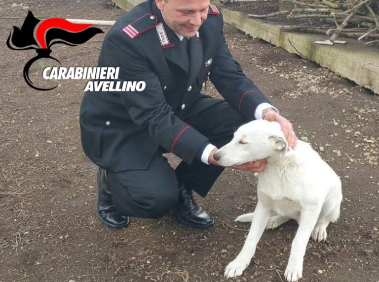 Massacrò a colpi di mazza da baseball cane indifeso, denunciato