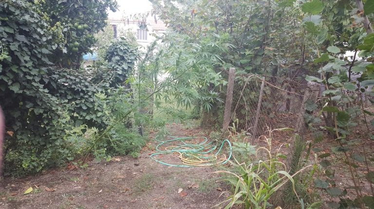 50enne nei guai, coltiva piantagione di marijuana tra i pomodori del proprio orto