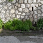 SDC13959