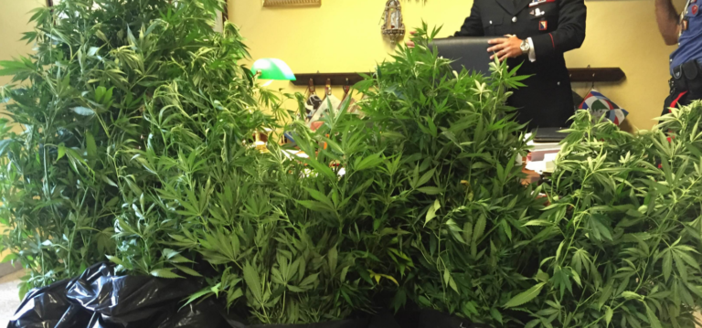 Coltivava marijuana nel giardino vicino casa, arrestato arianese