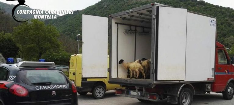 Agnellini vivi trasportati in una cella frigo, denunciate tre persone