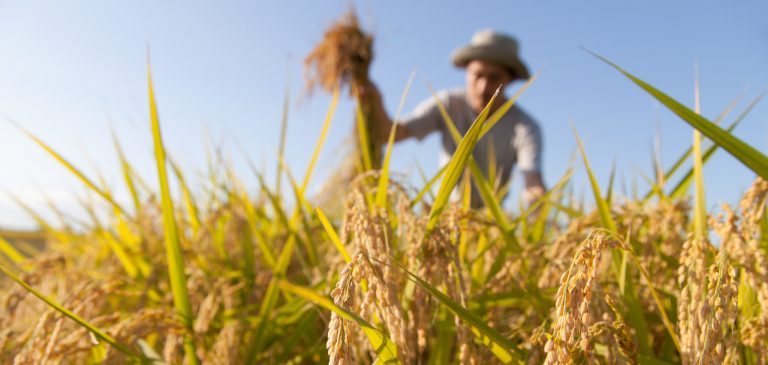 Giovani e agricoltura in Irpinia: in arrivo finanziamenti da PSR e ISMEA