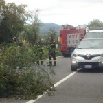 alberi-variante-moccia