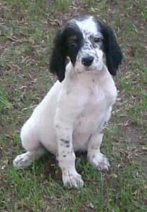 arya
