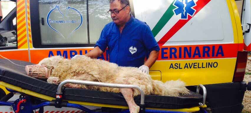 Cane precipita in un burrone, mobilitazione a Montella per salvarlo