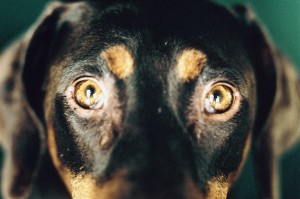 cane