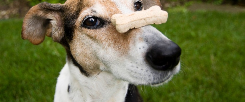 cane