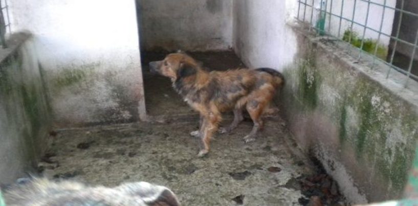 Scoperto nuovo canile lager, denunciato sedicente animalista