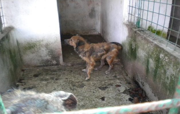 Scoperto nuovo canile lager, denunciato sedicente animalista