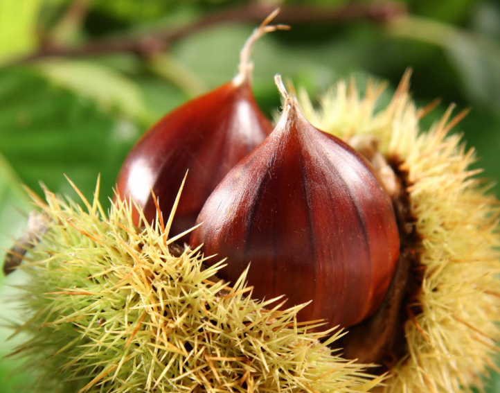 A Montella laboratorio sensoriale di Slow Food sulla castagna