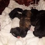 cuccioli