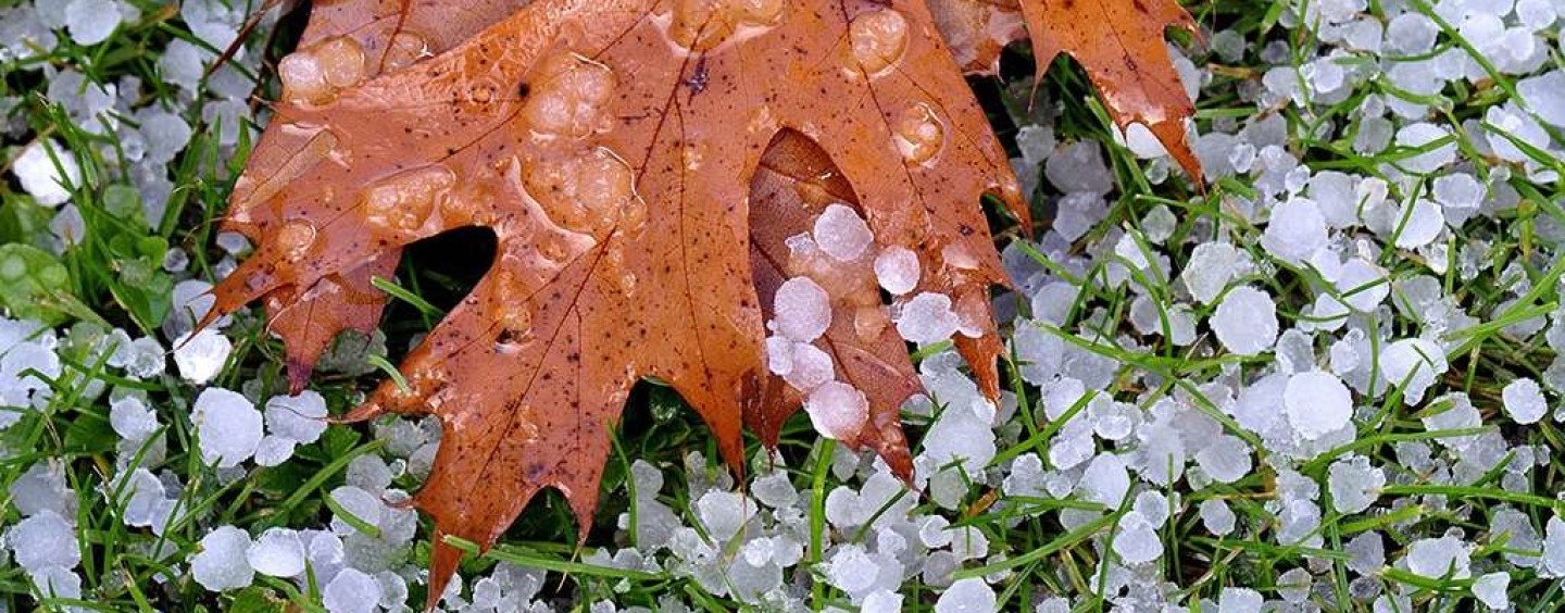 La grandine devasta le eccellenze irpine, gli agricoltori chiedono lo stato di calamità