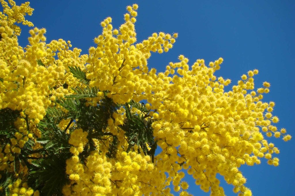 festa donna