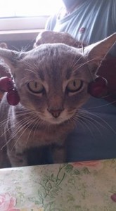 gatto ciliegino