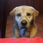 igor