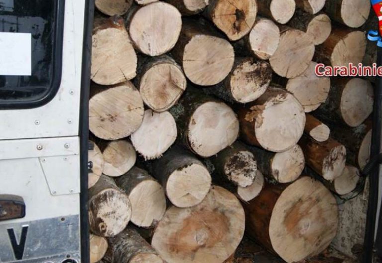 Danneggiamento boschivo e furto di legna: due denunce