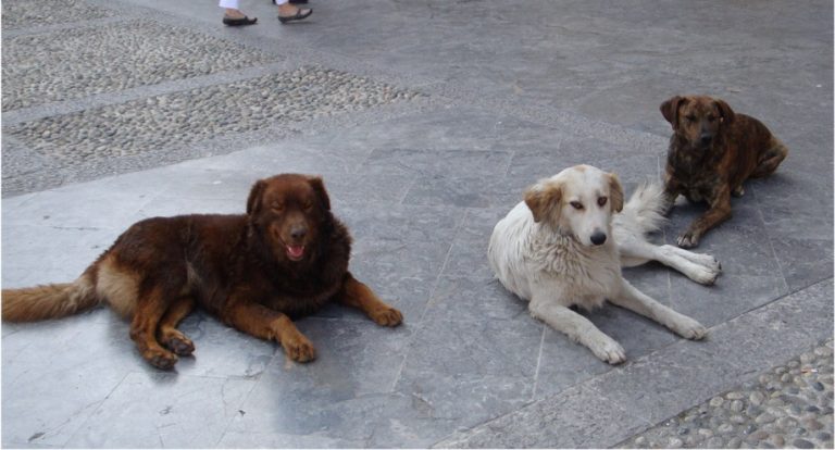 cani randagi
