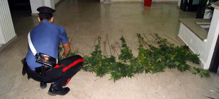 Sequestrata dai Carabinieri una piantagione di marijuana, ecco dove