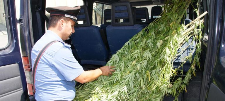 Il grande business della marijuana: ecco i campi dei narcos ad Avellino