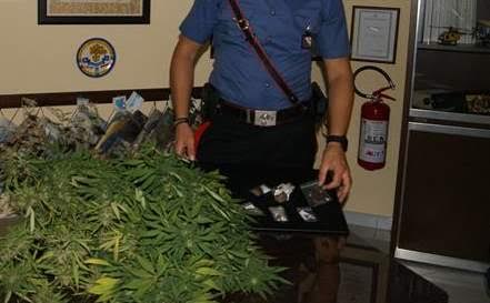 Montefalcione, carabinieri sequestrano piante di marijuana